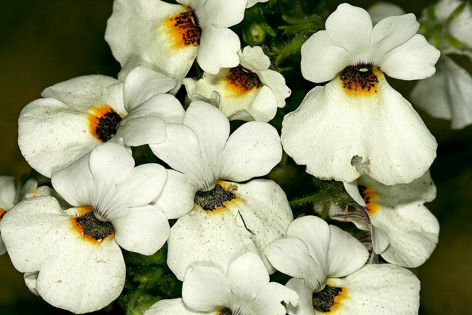 Nemesia bloemen in verschillende tinten, met zonlicht.