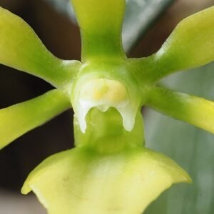 Neobathiea grandidierana orchidee met slanke groene stam en delicate bloemen.