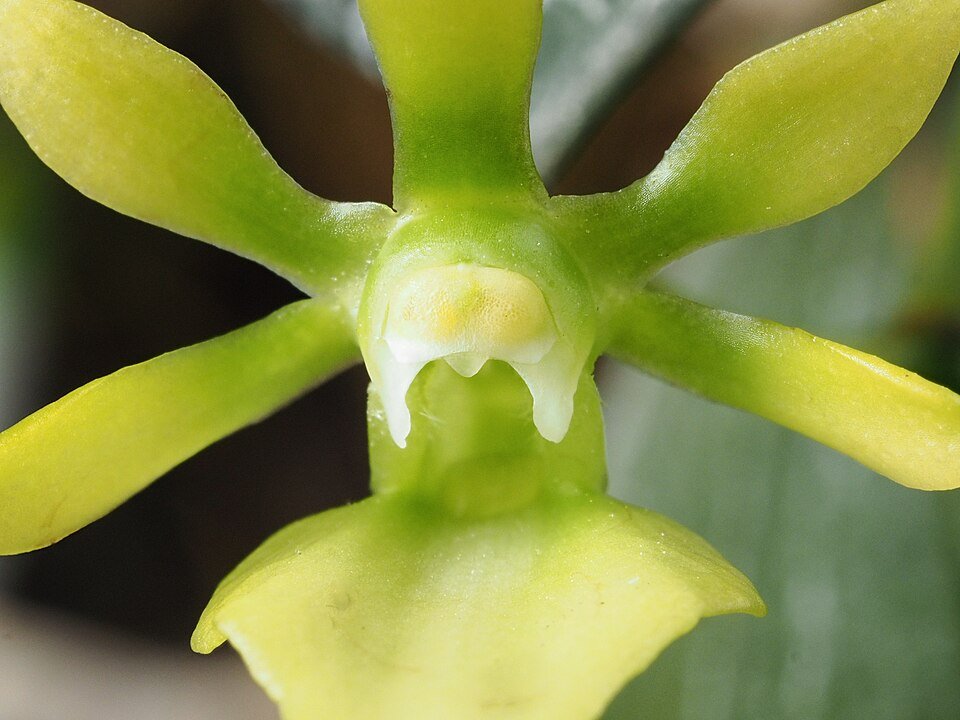 Neobathiea grandidierana orchidee met slanke groene stam en delicate bloemen.