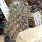 Neolloydia cactus met bleke groene stekels en witte bloemen.