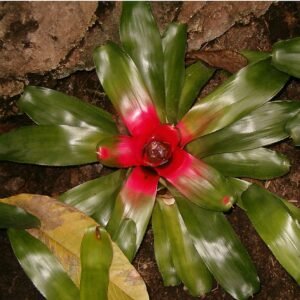 Neoregelia (bromelia) plant met groen en rood gestreepte bladeren.