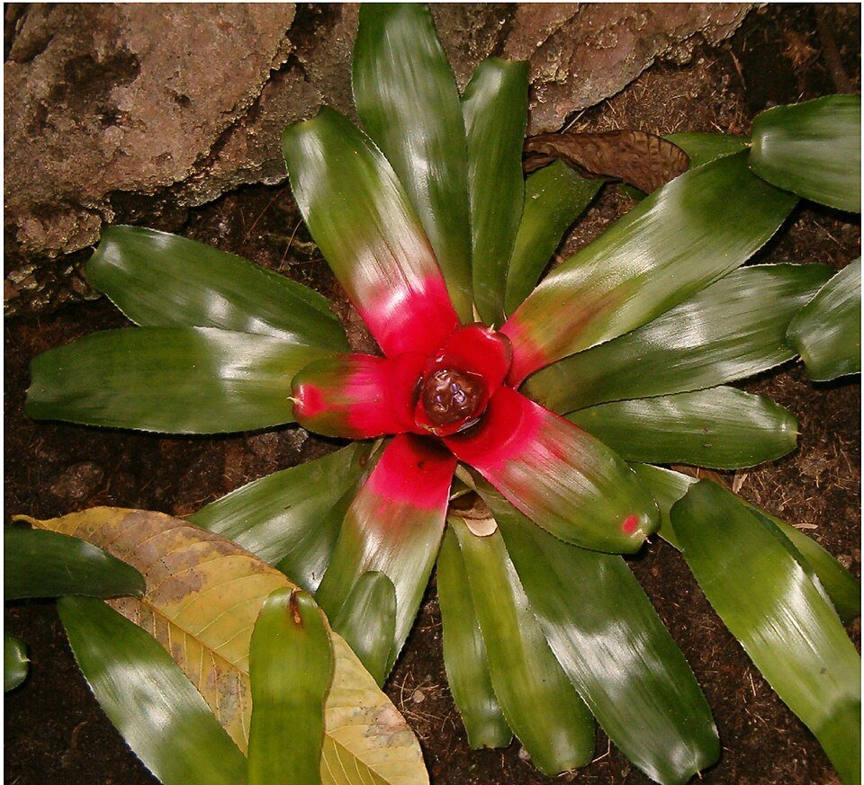 Neoregelia (bromelia) plant met groen en rood gestreepte bladeren.