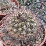 Neowerdermannia chilensis cactus met stekels en bloemen.