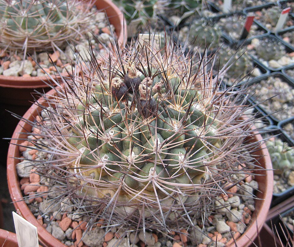 Neowerdermannia chilensis cactus met stekels en bloemen.