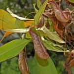 Vleesetende plant Nepenthes 'Miranda' met gestreepte bekers en groene bladeren.