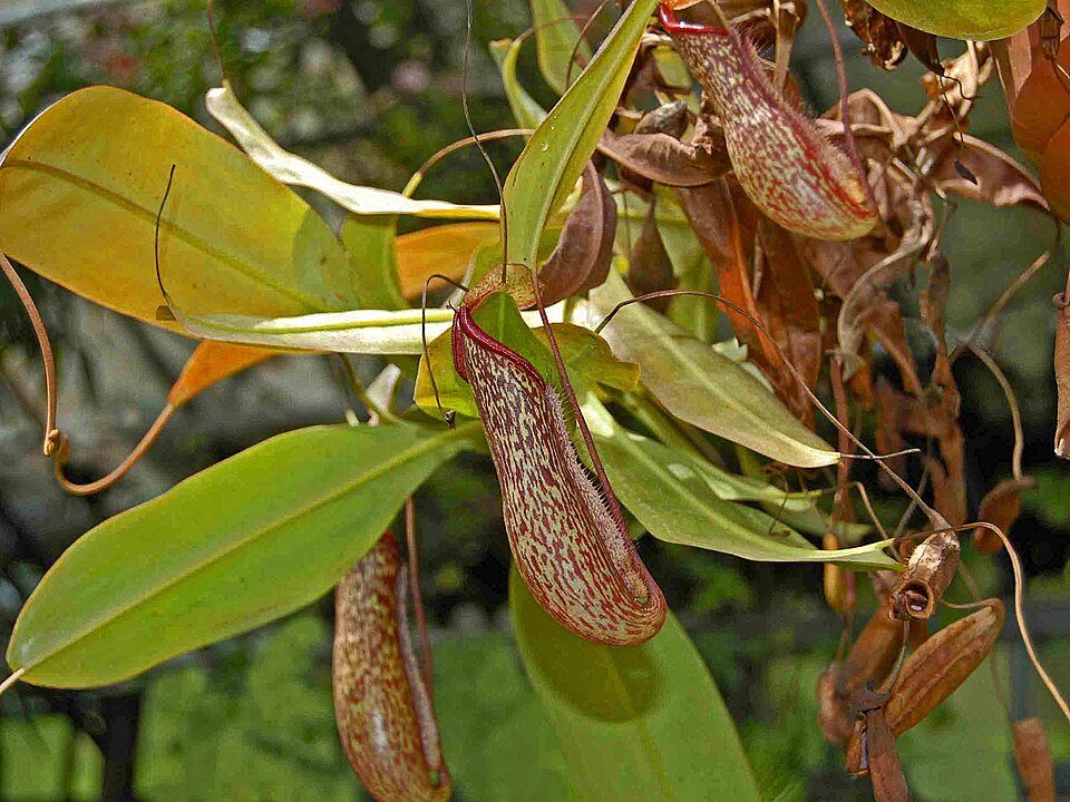Vleesetende plant Nepenthes 'Miranda' met gestreepte bekers en groene bladeren.
