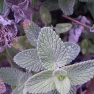 Nepeta faassenii 'Six Hills Giant' plant with lavender-blue flowers.