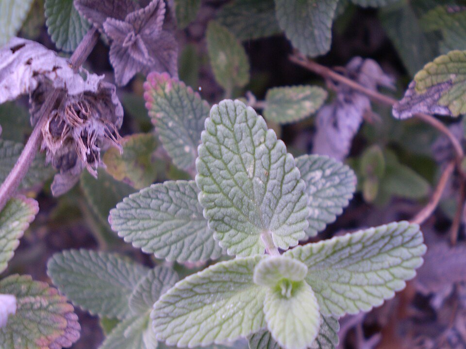 Nepeta faassenii 'Six Hills Giant' plant with lavender-blue flowers.