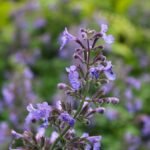 Kattekruid plant met paarse bloemen op kleigrond.