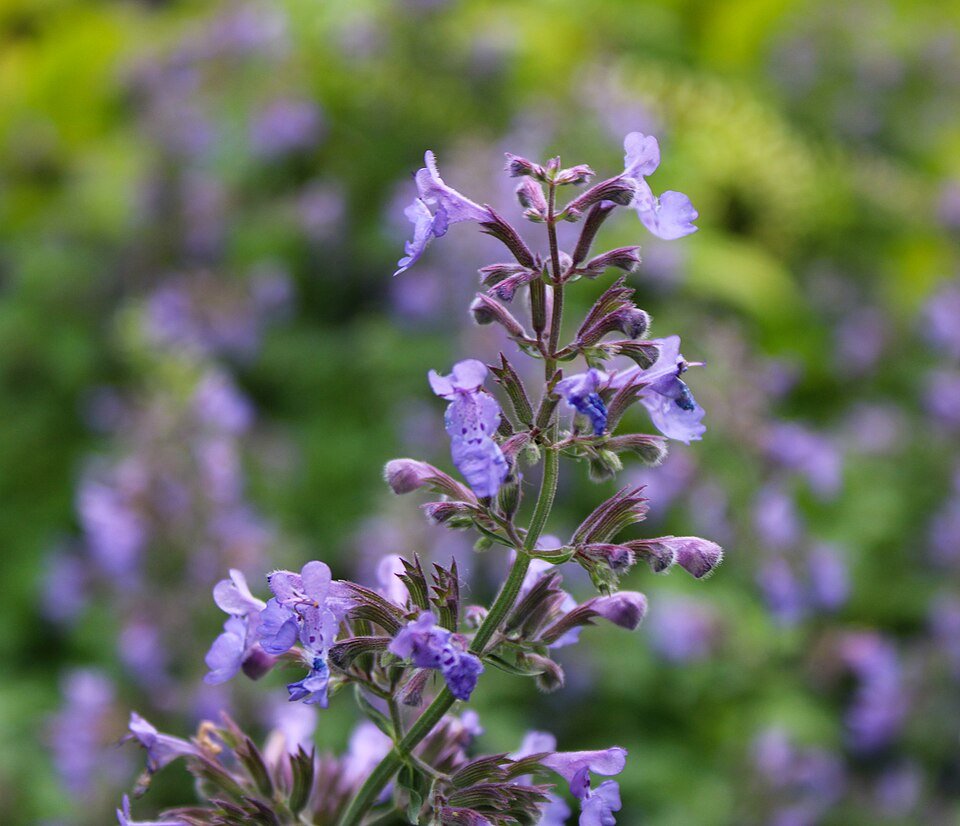 Kattekruid plant met paarse bloemen op kleigrond.