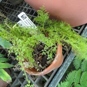 Nephrolepis exaltata plant in Lyman Plant House at Smith College.