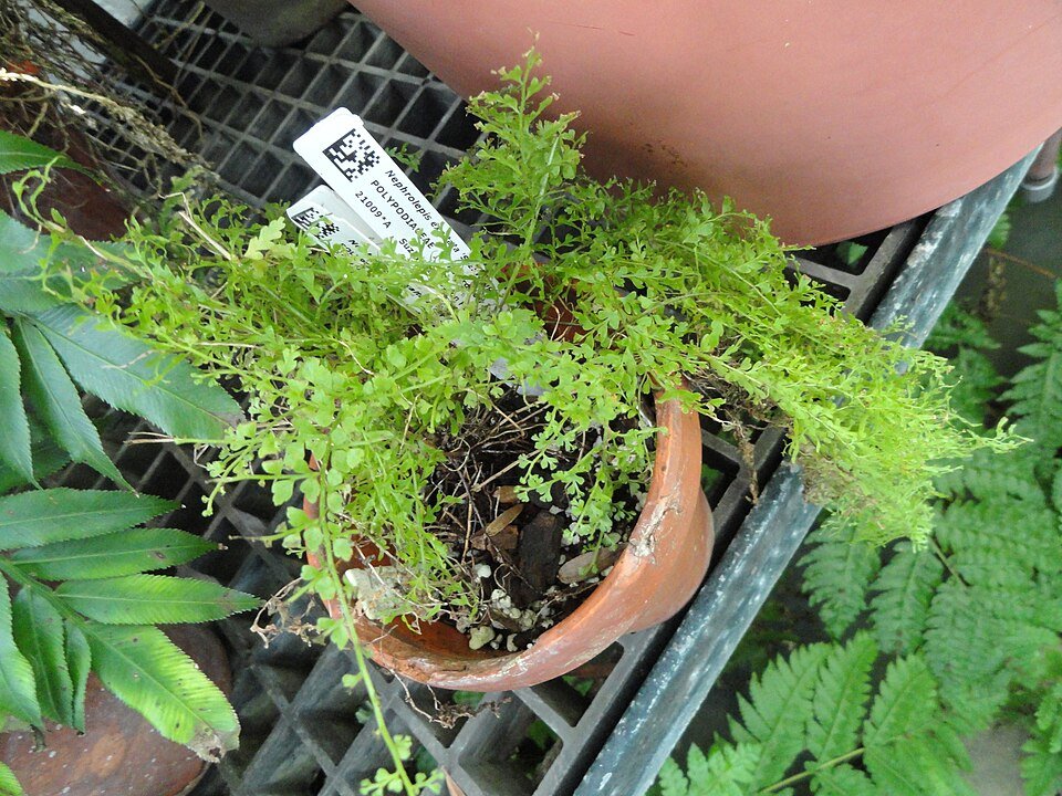 Nephrolepis exaltata plant in Lyman Plant House at Smith College.