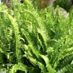 Nephrolepis obliterata plant with green foliage in shade.
