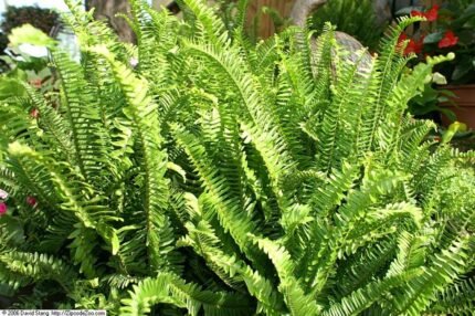 Nephrolepis obliterata plant with green foliage in shade.