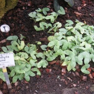Nephthytis plant with green and white leaves in botanical garden.