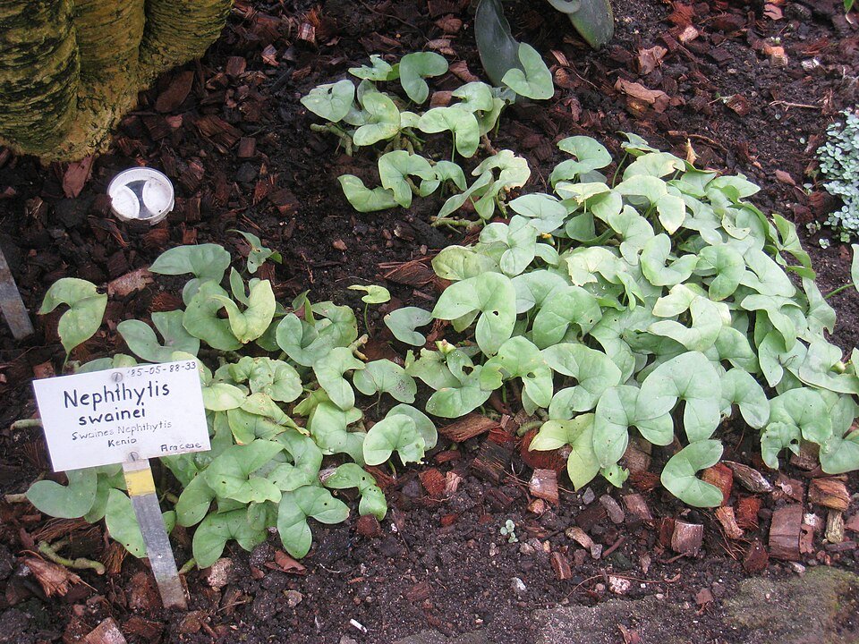 Nephthytis plant with green and white leaves in botanical garden.