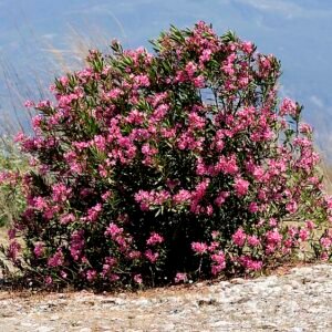 Bloeiende Nerium oleander plant in zonlicht.