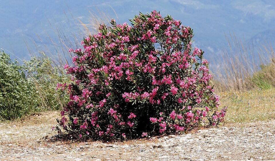 Bloeiende Nerium oleander plant in zonlicht.
