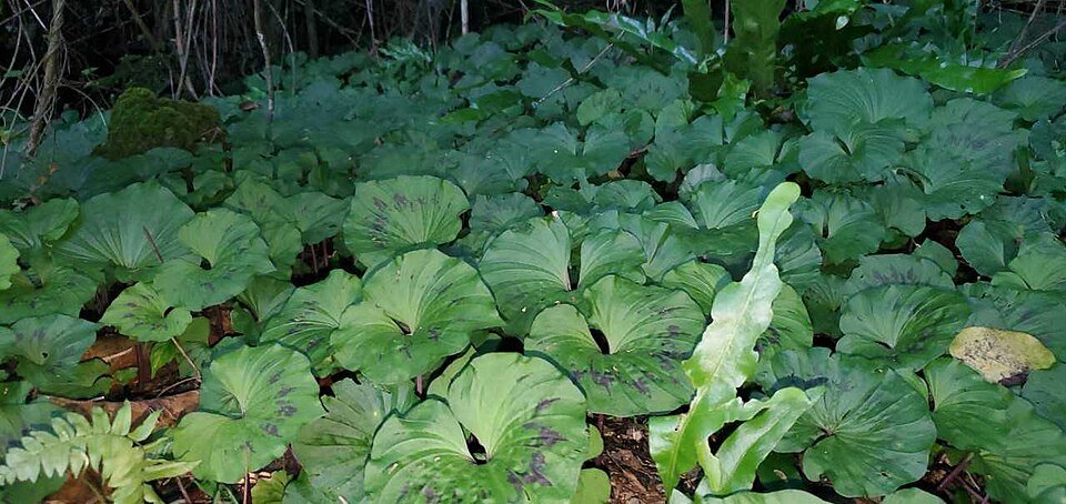 Nervilia concolor kolonie in Tanguisson, Dededo, Guam.