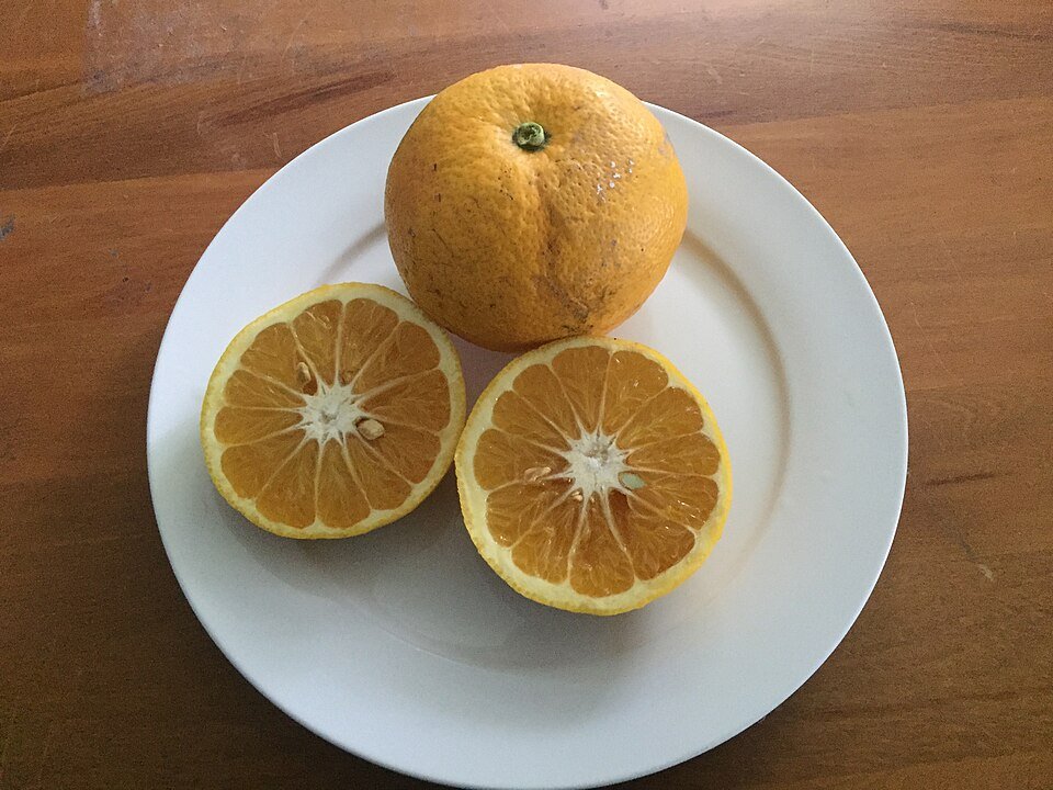 Rijpe Nieuw-Zeelandse grapefruit op tak, gele schil en groene bladeren.