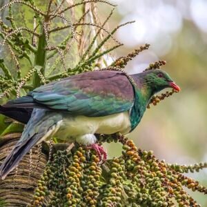 Nieuw-Zeelandse duif op Rhopalostylis sapida nikau-palm in Waitakere.