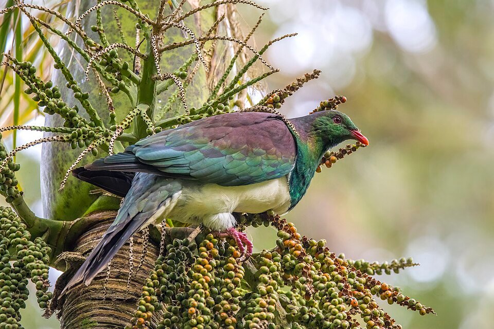 Nieuw-Zeelandse duif op Rhopalostylis sapida nikau-palm in Waitakere.