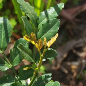 Nieuwe groei en knoppen op Schotia brachypetala in Mt Colah, Sydney, Australië.