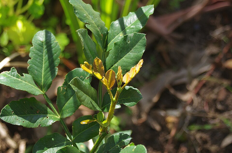 Nieuwe groei en knoppen op Schotia brachypetala in Mt Colah, Sydney, Australië.