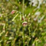 Nicotiana mutabilis bloem met driehoekig blad in diverse kleuren.