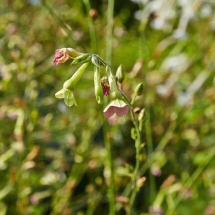 Nicotiana mutabilis bloem met driehoekig blad in diverse kleuren.