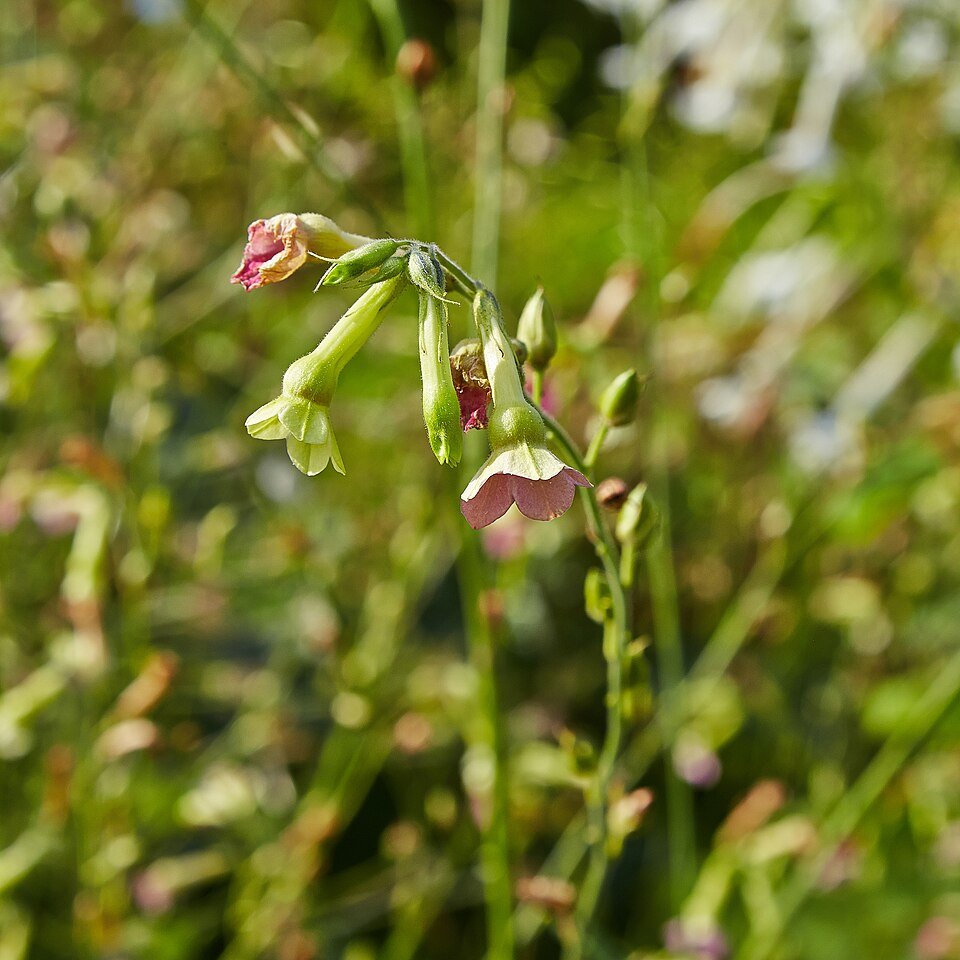 Nicotiana mutabilis bloem met driehoekig blad in diverse kleuren.