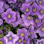 Paarse Nierembergia bloemen op groene bladeren achtergrond.