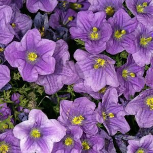 Paarse Nierembergia bloemen op groene bladeren achtergrond.