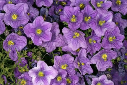 Paarse Nierembergia bloemen op groene bladeren achtergrond.