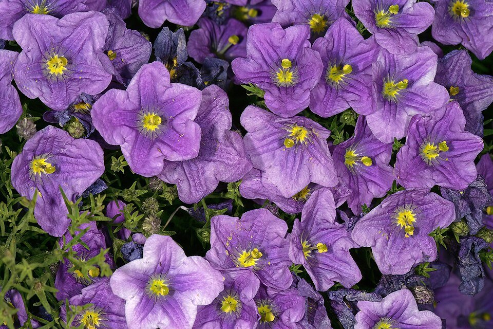 Paarse Nierembergia bloemen op groene bladeren achtergrond.