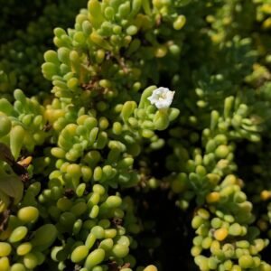 Purple desert flower Nolana galapagensis with green leaves blooming.
