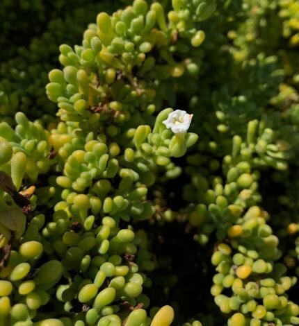 Purple desert flower Nolana galapagensis with green leaves blooming.