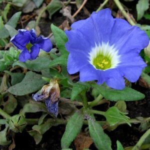 Nolana paradoxa met paarse bloemen en groen-blauwe bladeren.