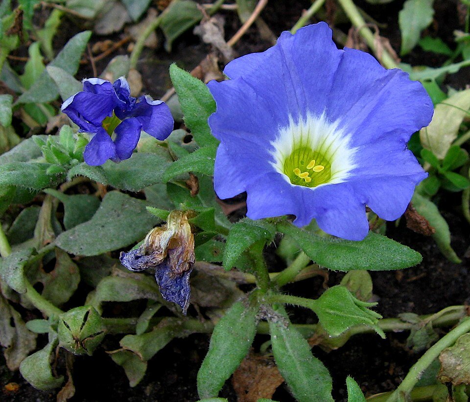 Nolana paradoxa met paarse bloemen en groen-blauwe bladeren.