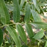 Californische zwarte walnootboom met bladeren en noten.