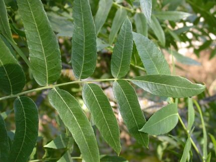 Californische zwarte walnootboom met bladeren en noten.