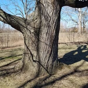 Bloeiende noordelijke Catalpa boom met grote hartvormige bladeren en witte bloemen.