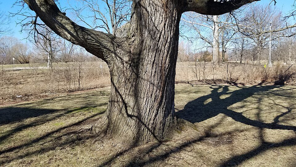 Bloeiende noordelijke Catalpa boom met grote hartvormige bladeren en witte bloemen.