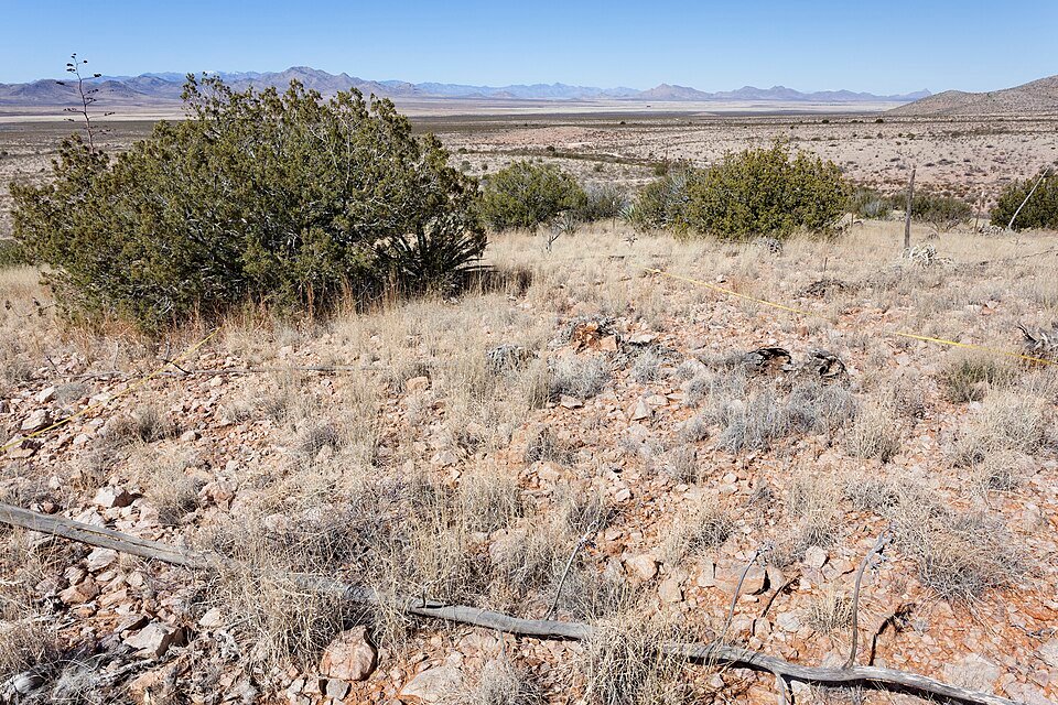 Bloeiende Echinocereus palmeri cactus met roze bloemen in woestijnlandschap.