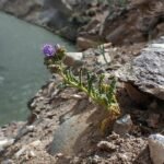 Phacelia bloem in schaduwrijke omgeving.