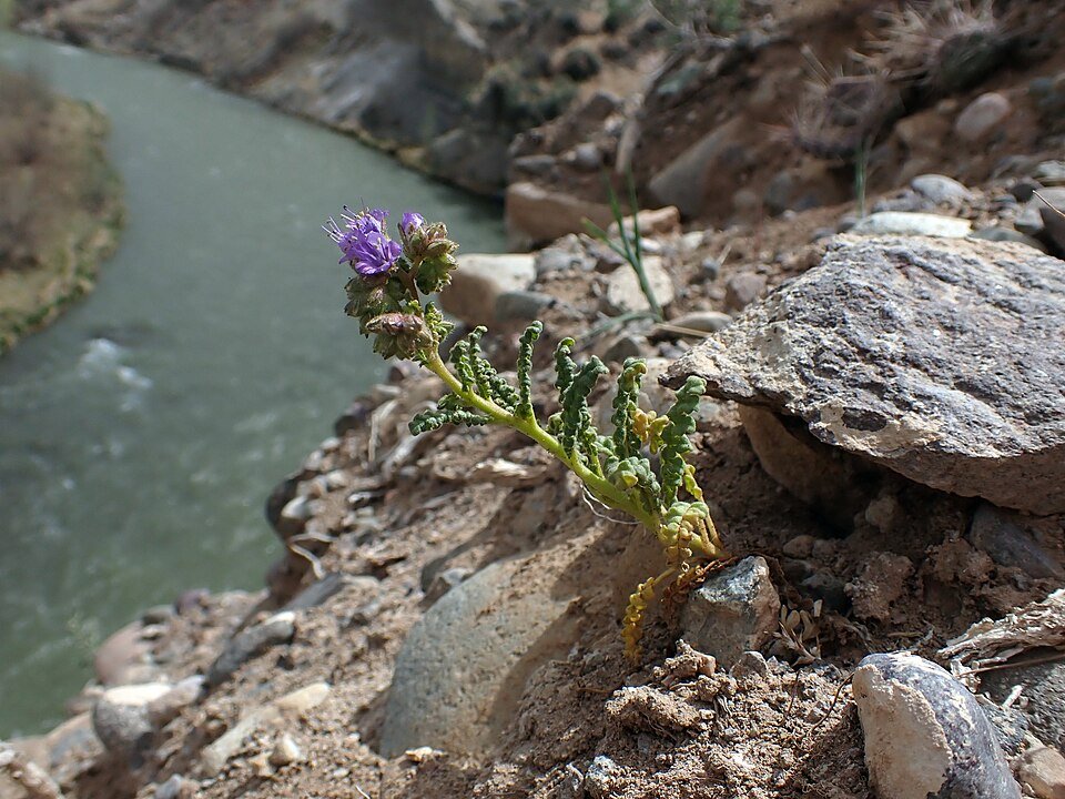 Phacelia bloem in schaduwrijke omgeving.