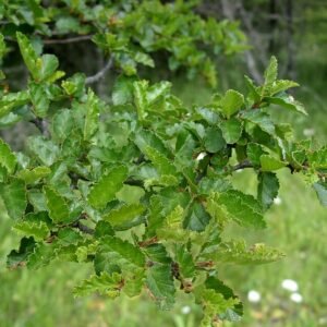 Nothofagus antarctica tak met knoppen op de tak.