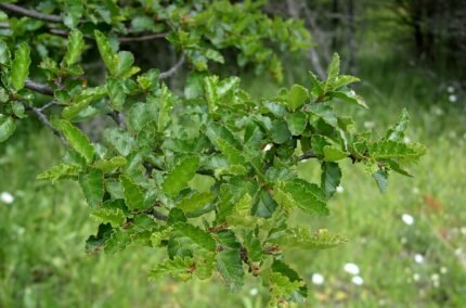Nothofagus antarctica tak met knoppen op de tak.