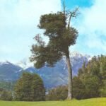 Nothofagus dombeyi boom met groene bladeren en rode stam.