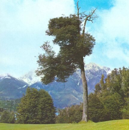 Nothofagus dombeyi boom met groene bladeren en rode stam.